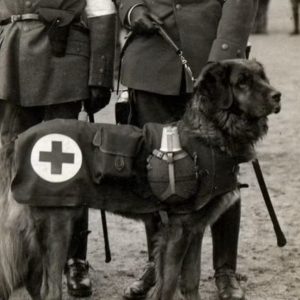 Coat pattern dog rescue ww1